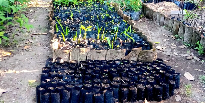 GALERI FOTO: Melestarikan Pewarna Alam Batik Lewat Budidaya Tanaman Joho