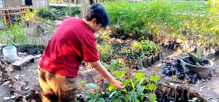 Bagaimana Dampak dari Sosialisasi Budidaya Pohon Joho Sejauh Ini?