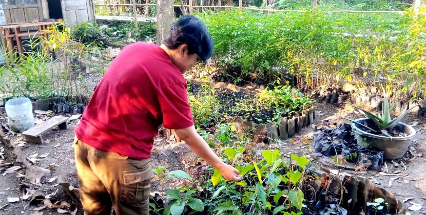 Bagaimana Dampak dari Sosialisasi Budidaya Pohon Joho Sejauh Ini?