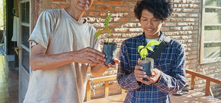 Inilah Pentingnya Budidaya Pohon Joho Sebagai Wadah Pelestarian Pewarna Batik Alami