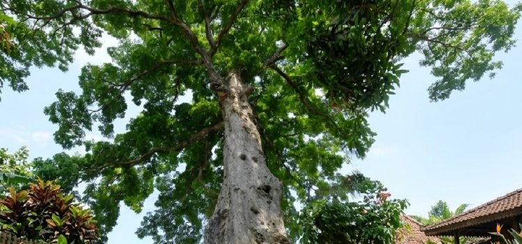 Inilah Sejarah Awal Pohon Joho Hingga Menjadi Pewarna Alam Batik