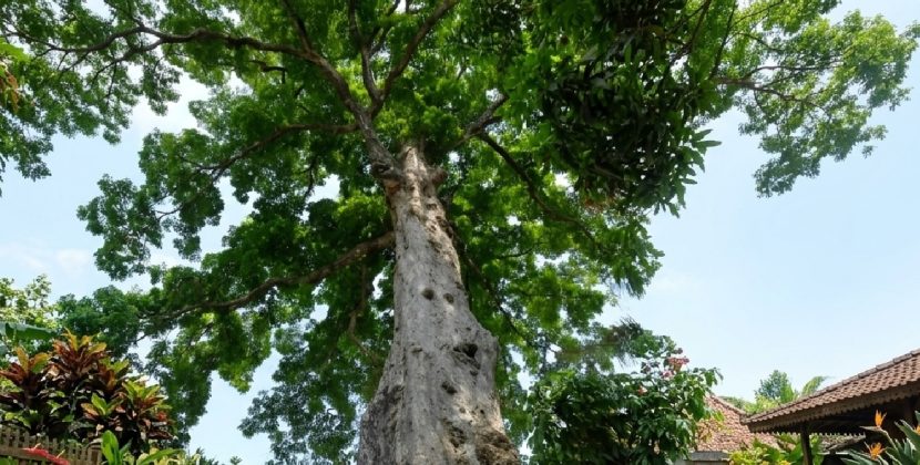 Inilah Sejarah Awal Pohon Joho Hingga Menjadi Pewarna Alam Batik